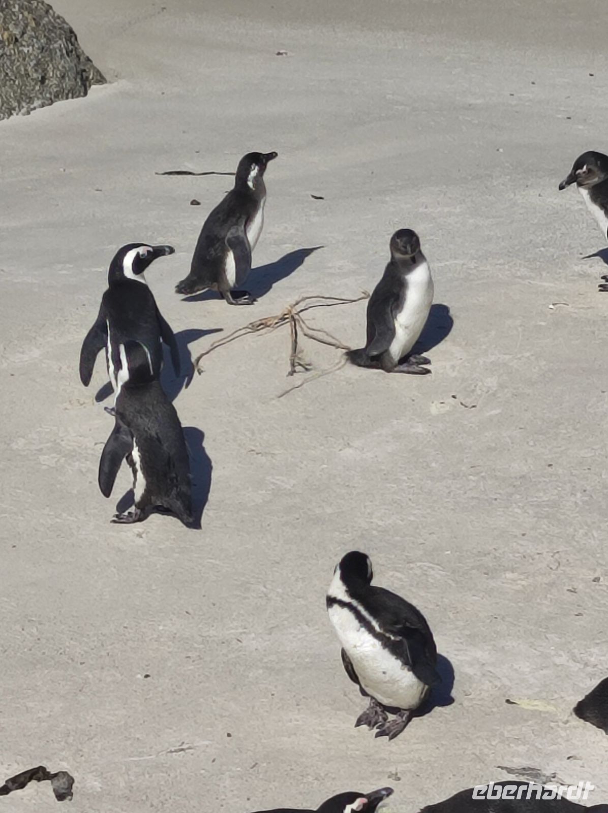 Pinguinkolonie Boulder Beach - Kapstadt (Südafrika)