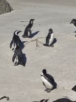 Pinguinkolonie Boulder Beach - Kapstadt (Südafrika)