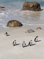 Pinguinkolonie Boulder Beach - Kapstadt (Südafrika)