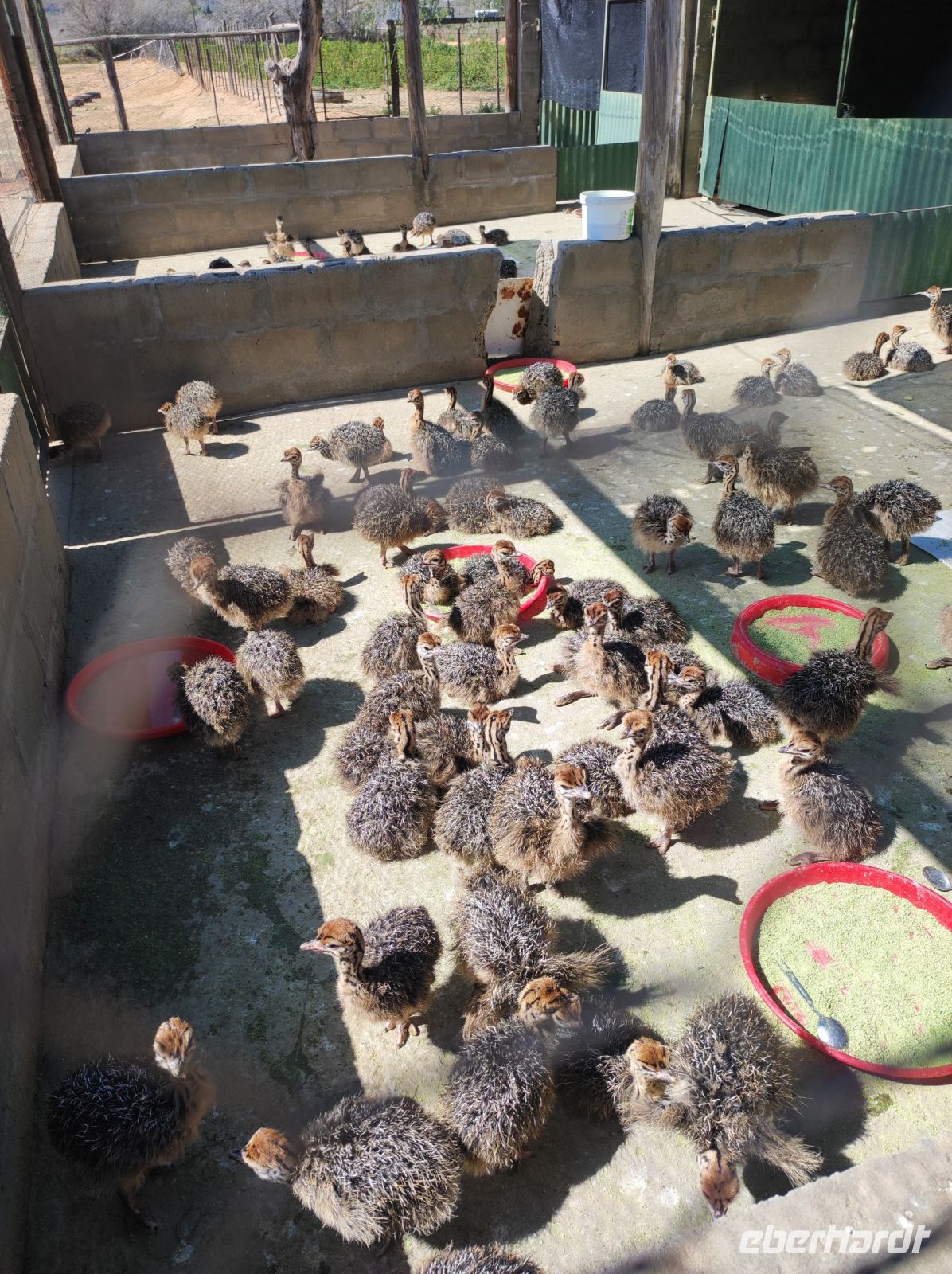 Highgate-Ostrich-Farm (Straußenfarm) - Südafrika