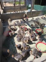 Highgate-Ostrich-Farm (Straußenfarm) - Südafrika