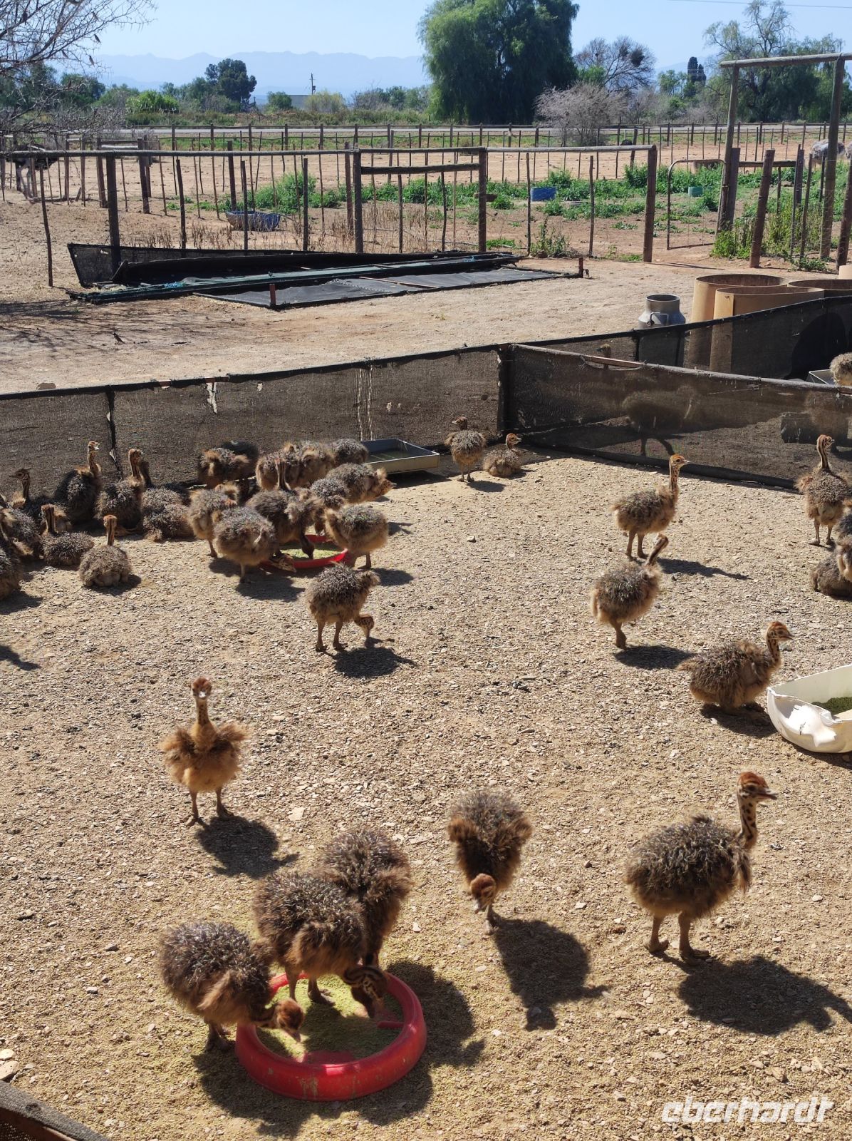Highgate-Ostrich-Farm (Straußenfarm) - Südafrika