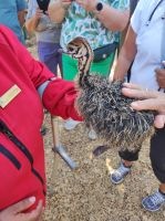 Highgate-Ostrich-Farm (Straußenfarm) - Südafrika