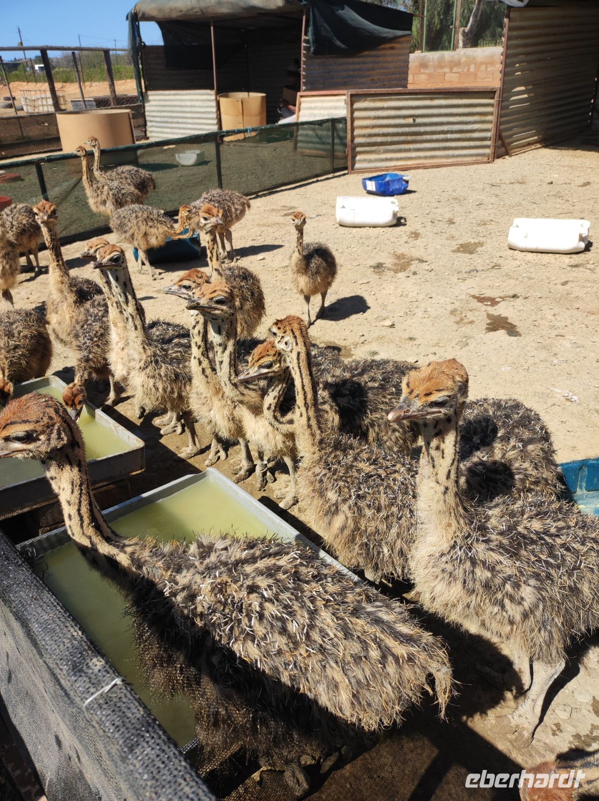Highgate-Ostrich-Farm (Straußenfarm) - Südafrika