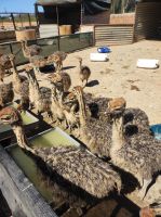 Highgate-Ostrich-Farm (Straußenfarm) - Südafrika