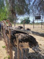 Highgate-Ostrich-Farm (Straußenfarm) - Südafrika