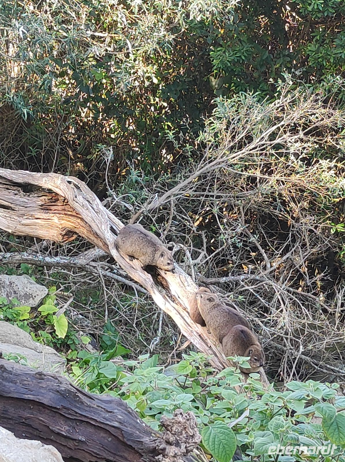 Klipschläfer im Tsitsikamma-Nationalpark - Südafrika