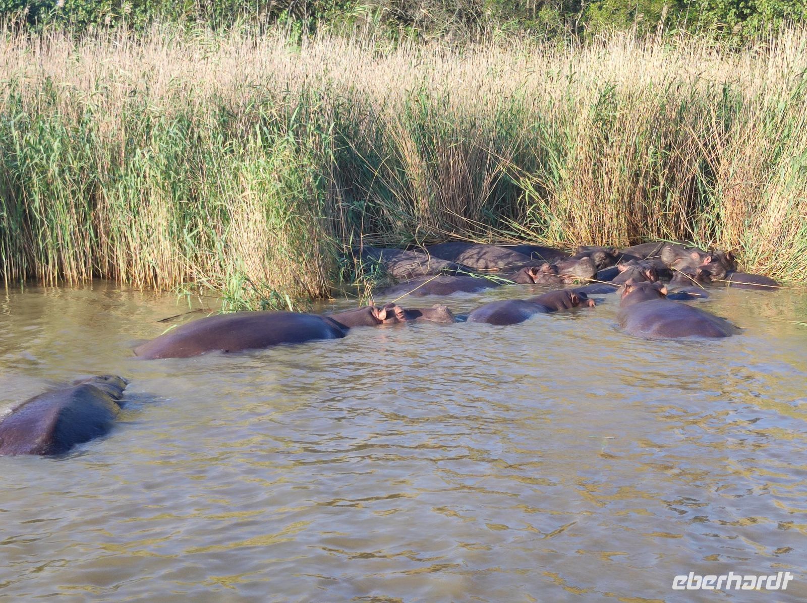 Flusspferdsafari auf dem St. Lucia - Südafrika