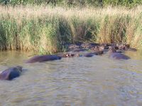 Flusspferdsafari auf dem St. Lucia - Südafrika