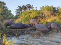 Flusspferdsafari auf dem St. Lucia - Südafrika