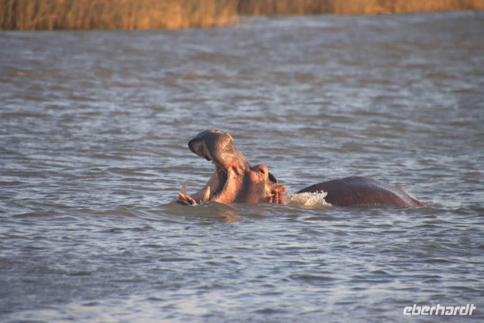 Flusspferdsafari auf dem St. Lucia - Südafrika