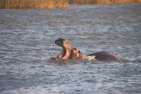 Flusspferdsafari auf dem St. Lucia - Südafrika