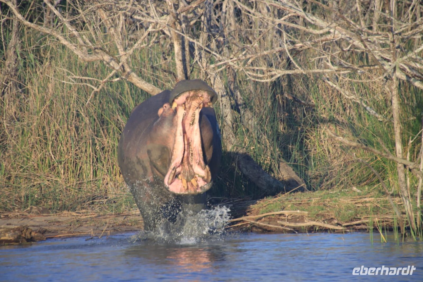 Flusspferdsafari auf dem St. Lucia - Südafrika