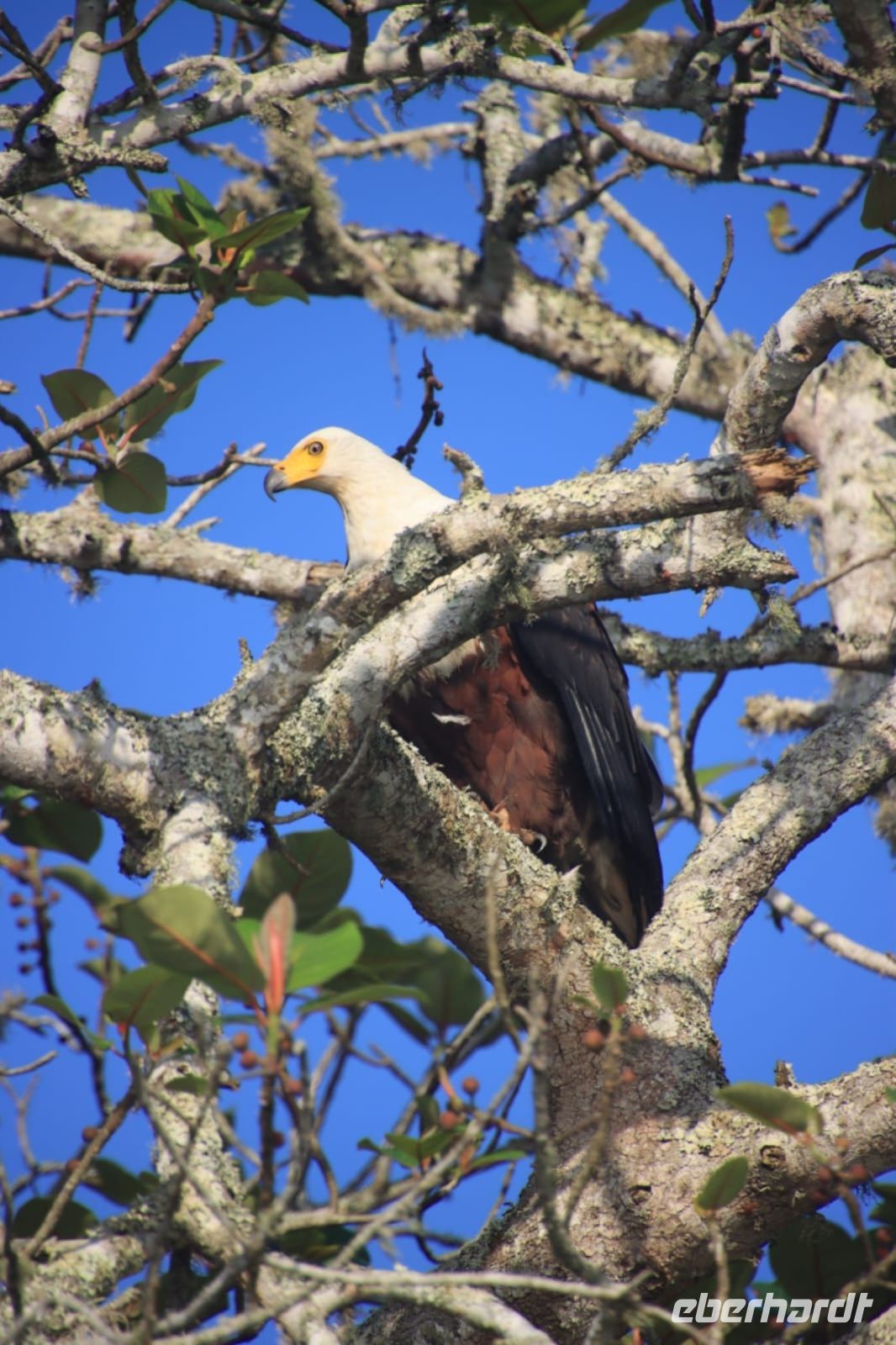 Flusspferdsafari auf dem St. Lucia - Südafrika