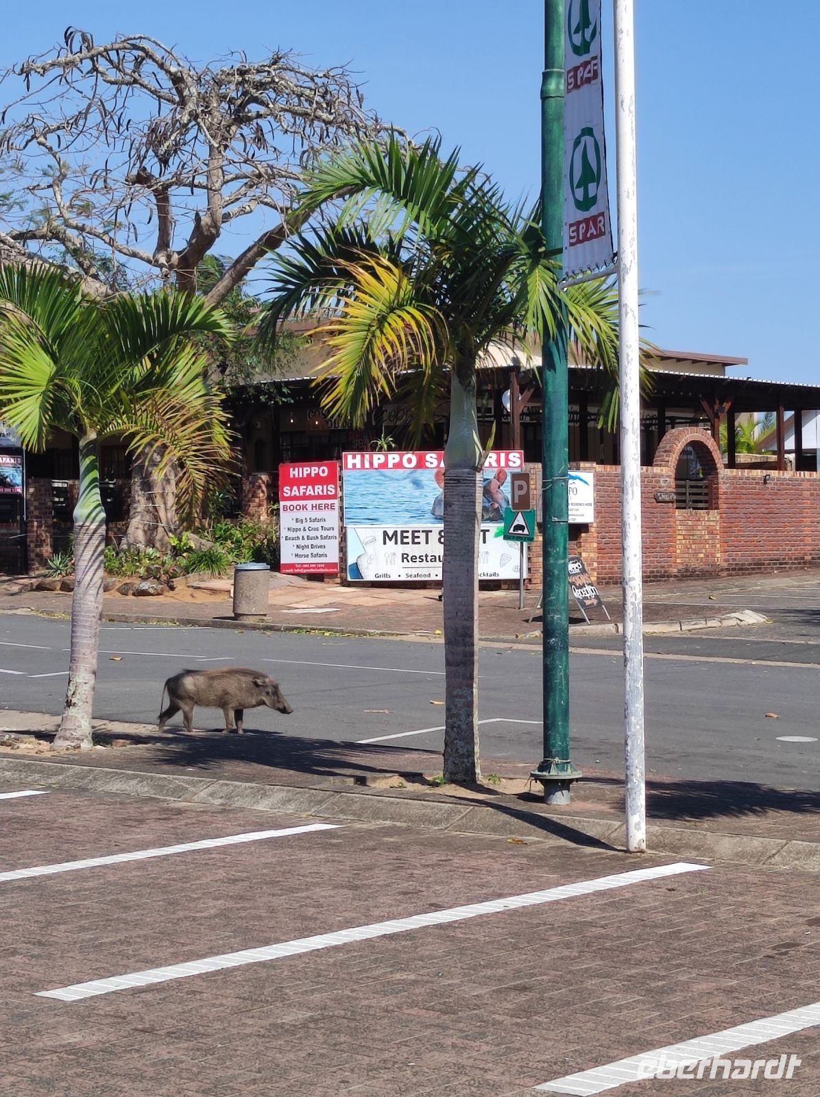 Warzenschweine rennen durch St. Lucia - Südafrika