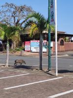 Warzenschweine rennen durch St. Lucia - Südafrika