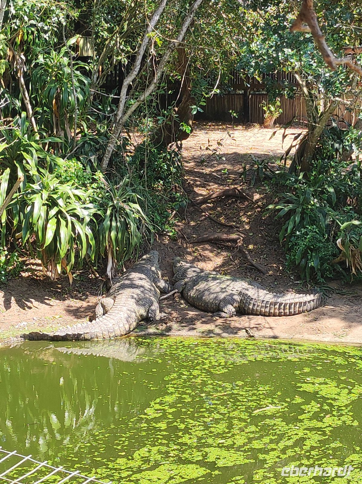 Krokodilfarm in St. Lucia - Südafrika