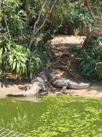 Krokodilfarm in St. Lucia - Südafrika