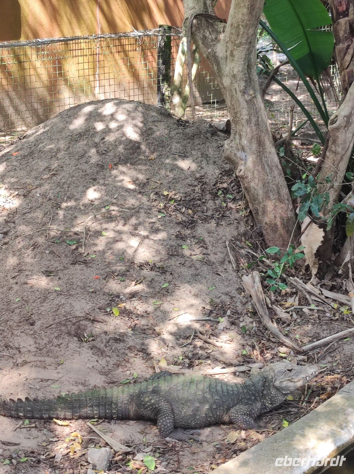 Krokodilfarm in St. Lucia - Südafrika