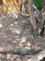 Krokodilfarm in St. Lucia - Südafrika