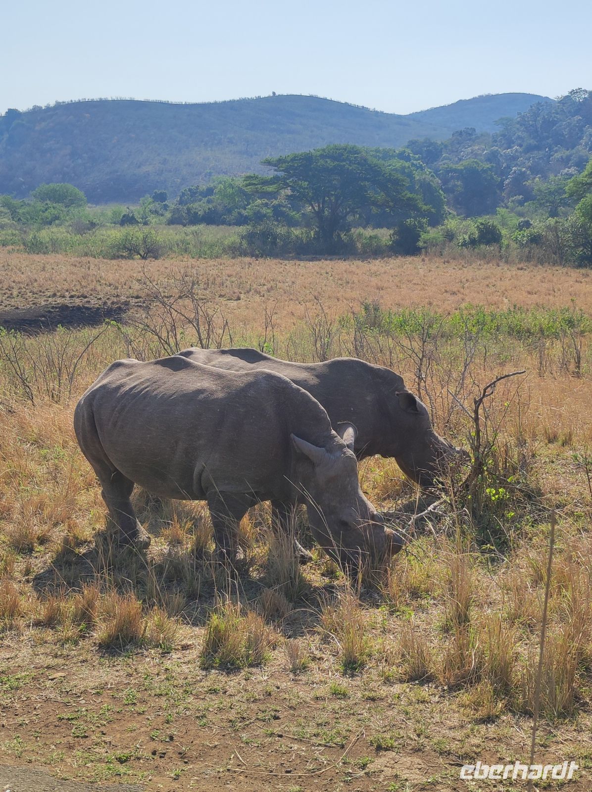 Safari im Hluhluwe-iMfolozi-Nationalpark - Südafrika