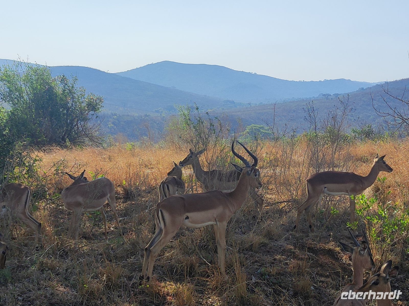 Safari im Hluhluwe-iMfolozi-Nationalpark - Südafrika
