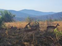 Safari im Hluhluwe-iMfolozi-Nationalpark - Südafrika
