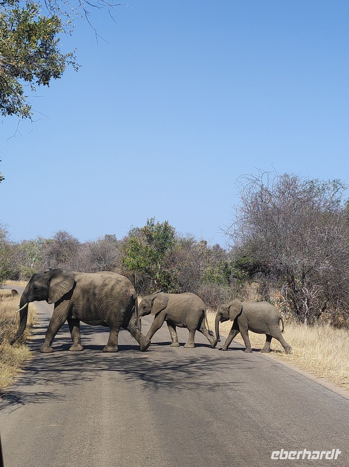 Safari im Kruger Nationalpark - Südafrika