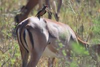 Safari im Hluhluwe-iMfolozi-Nationalpark - Südafrika