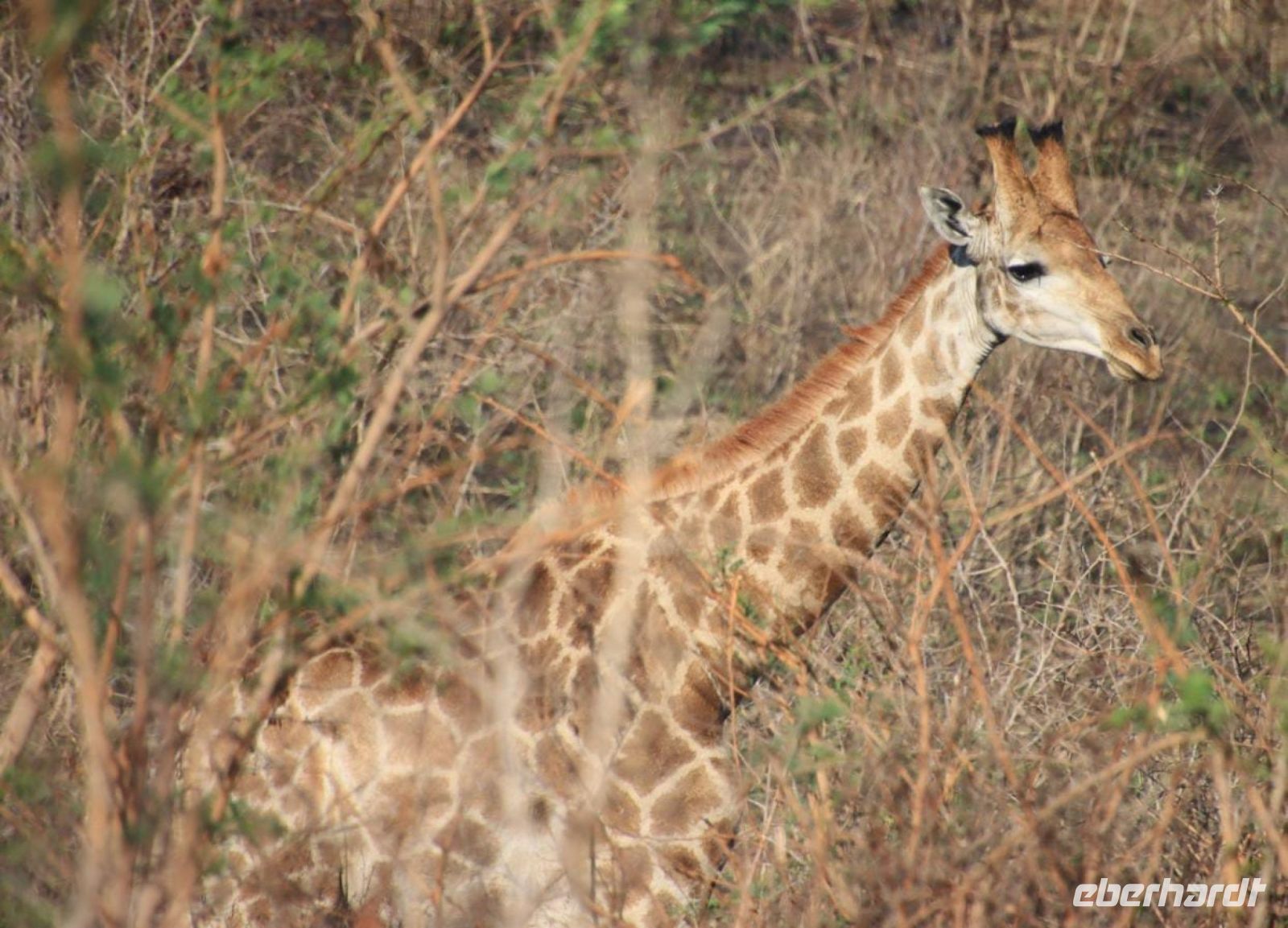 Safari im Hluhluwe-iMfolozi-Nationalpark - Südafrika