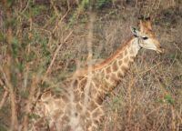 Safari im Hluhluwe-iMfolozi-Nationalpark - Südafrika