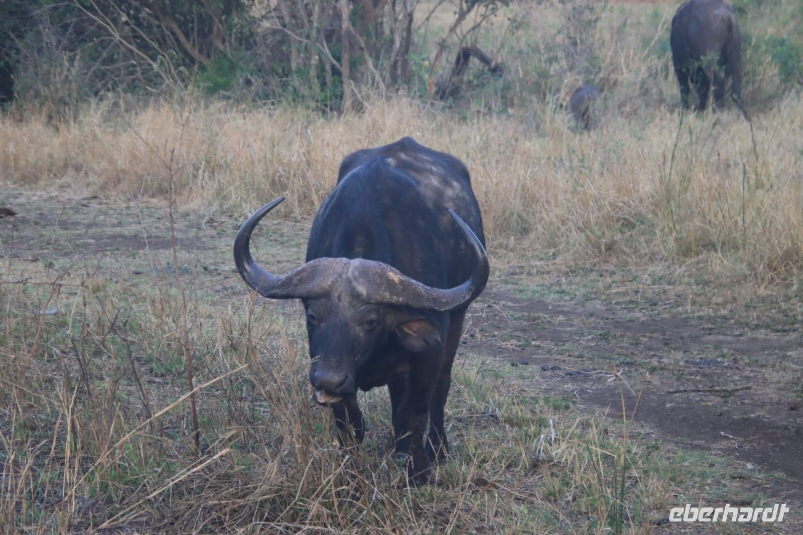 Safari im Hluhluwe-iMfolozi-Nationalpark - Südafrika