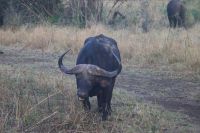 Safari im Hluhluwe-iMfolozi-Nationalpark - Südafrika