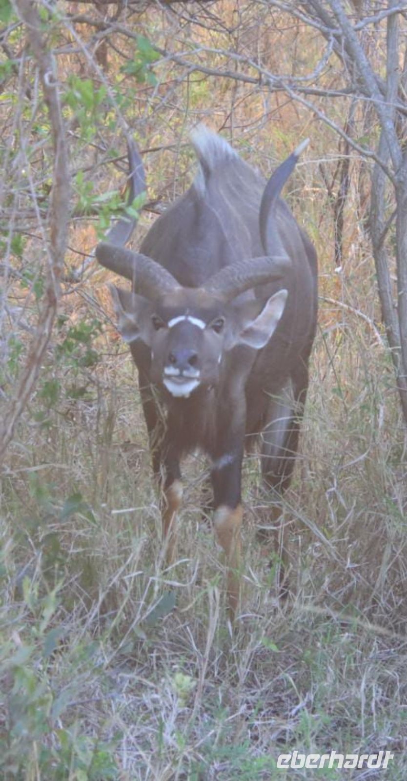 Safari im Hluhluwe-iMfolozi-Nationalpark - Südafrika