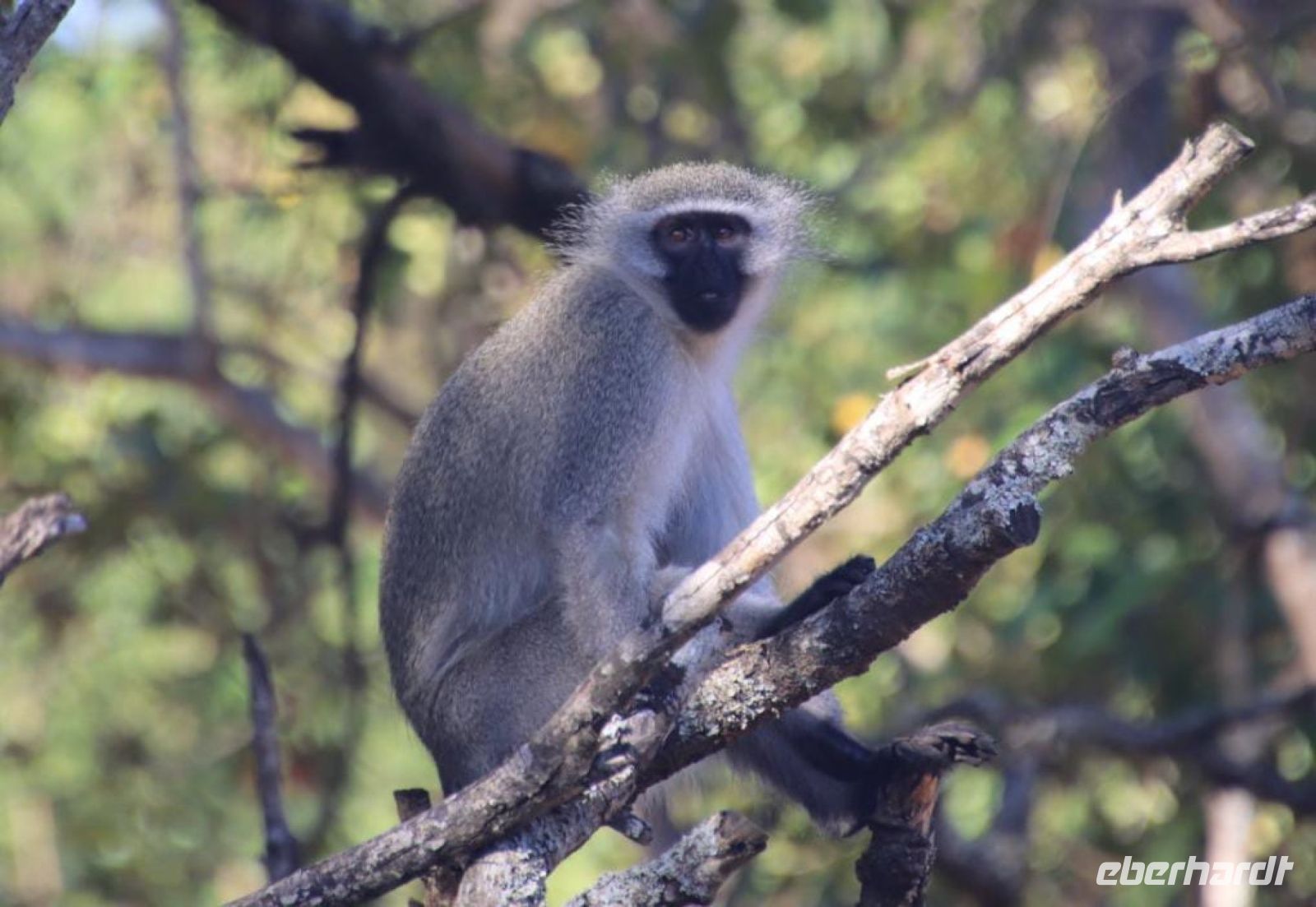 Safari im Hluhluwe-iMfolozi-Nationalpark - Südafrika