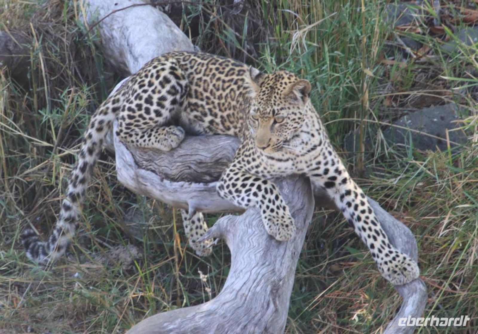 Safari im Kruger Nationalpark - Südafrika