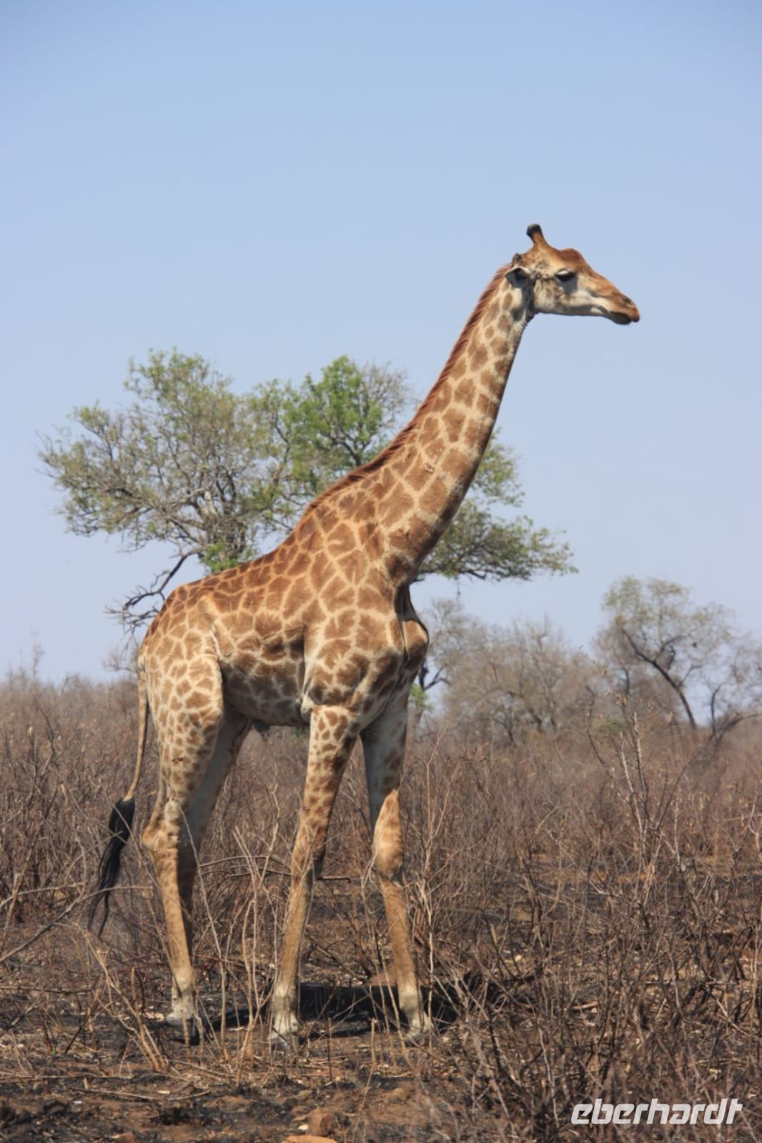 Safari im Kruger Nationalpark - Südafrika