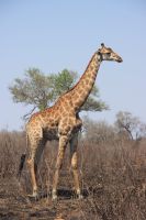 Safari im Kruger Nationalpark - Südafrika