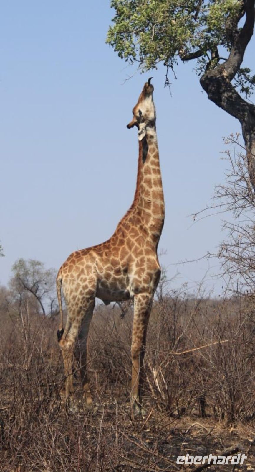 Safari im Kruger Nationalpark - Südafrika