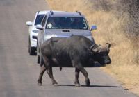 Safari im Kruger Nationalpark - Südafrika
