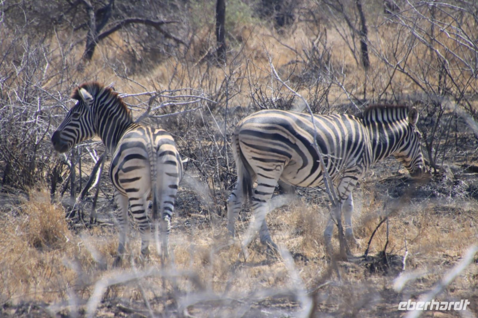 Safari im Kruger Nationalpark - Südafrika