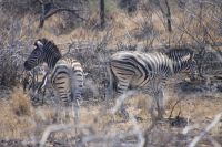 Safari im Kruger Nationalpark - Südafrika