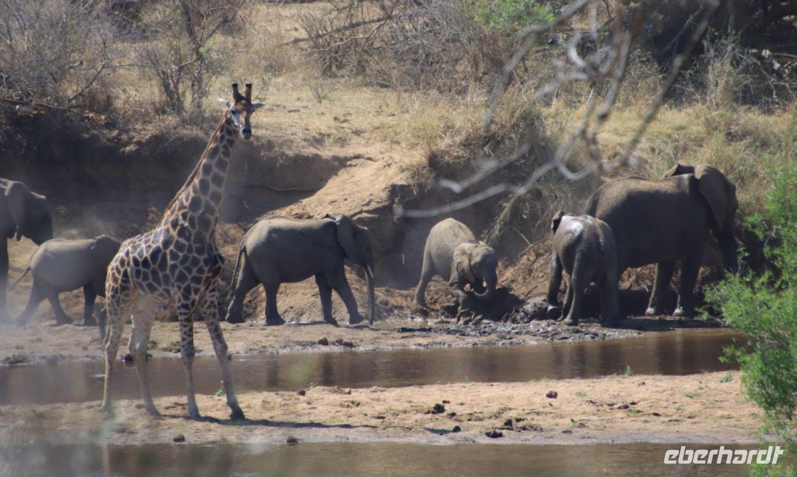 Safari im Kruger Nationalpark - Südafrika