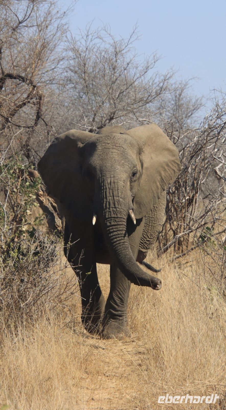 Safari im Kruger Nationalpark - Südafrika