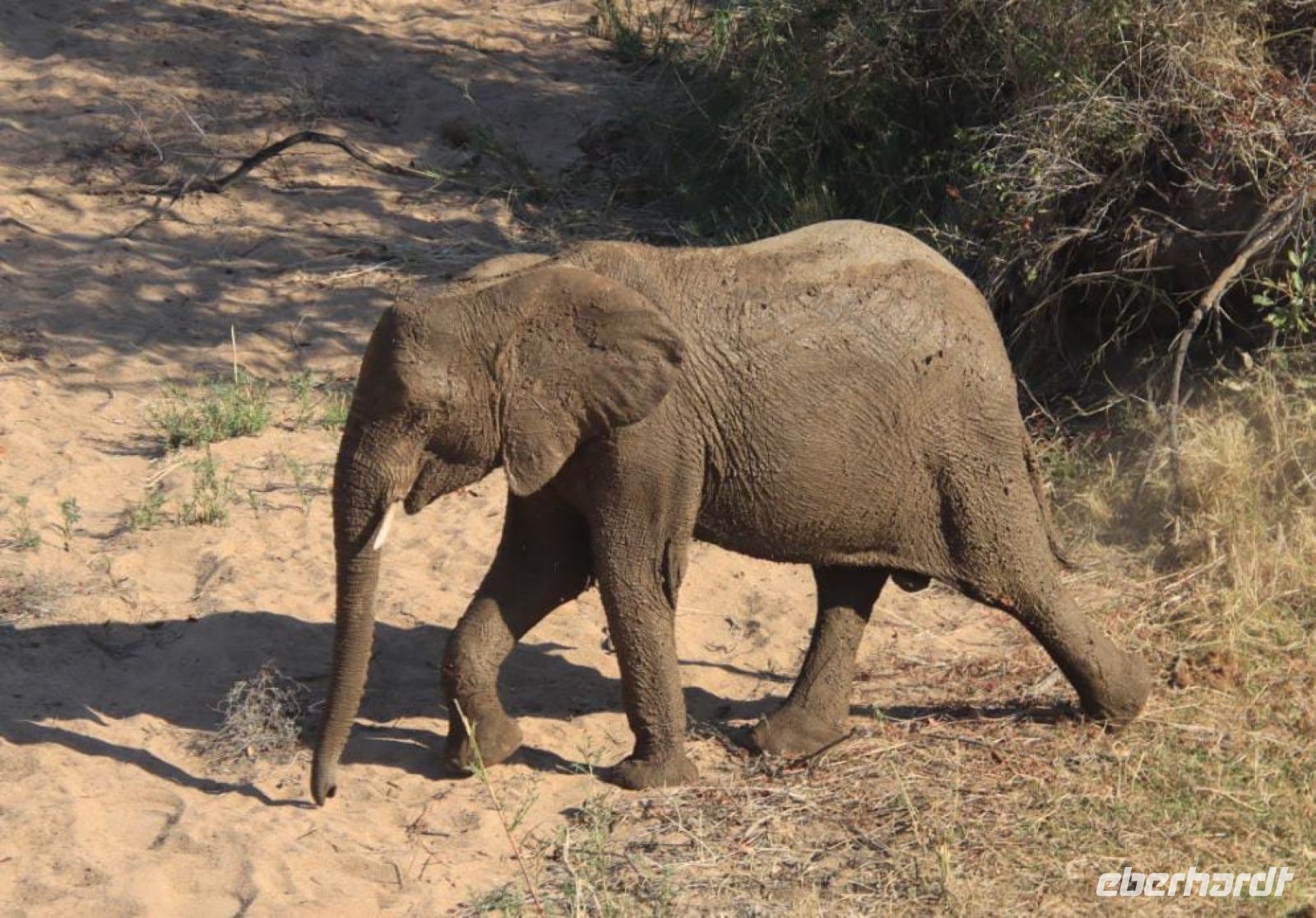 Safari im Kruger Nationalpark - Südafrika