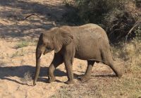 Safari im Kruger Nationalpark - Südafrika