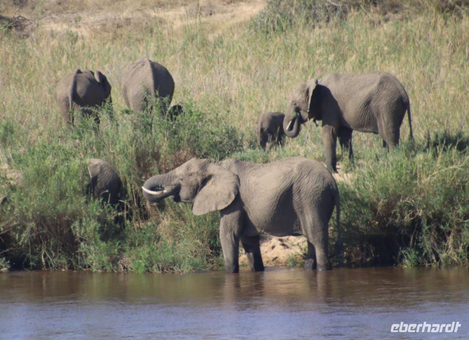 Safari im Kruger Nationalpark - Südafrika