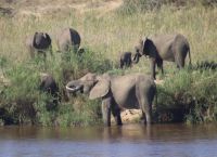 Safari im Kruger Nationalpark - Südafrika