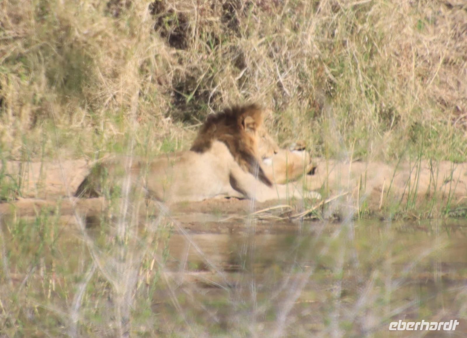 Safari im Kruger Nationalpark - Südafrika