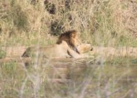 Safari im Kruger Nationalpark - Südafrika